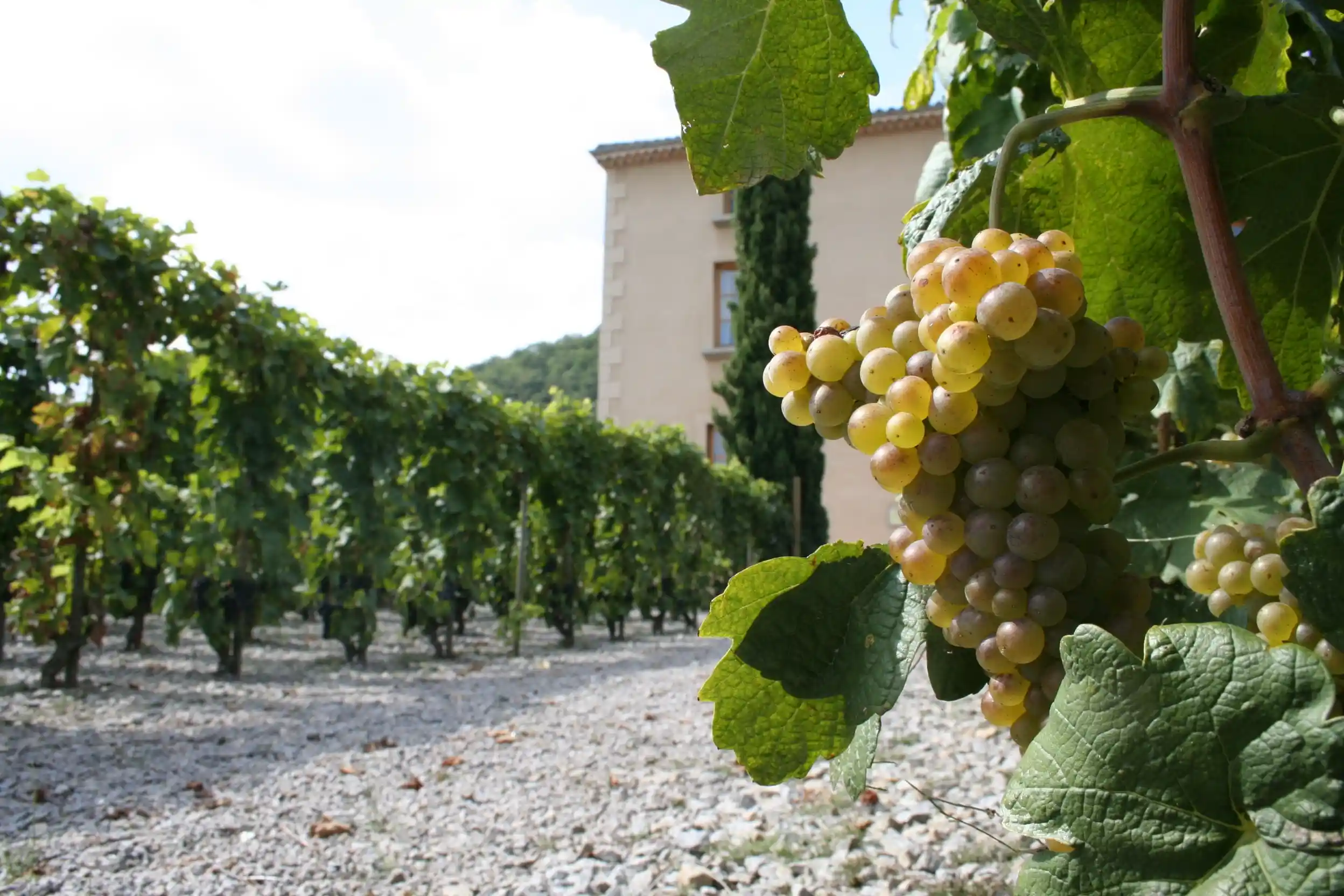 Cave et vignobles de Saint-Désirat