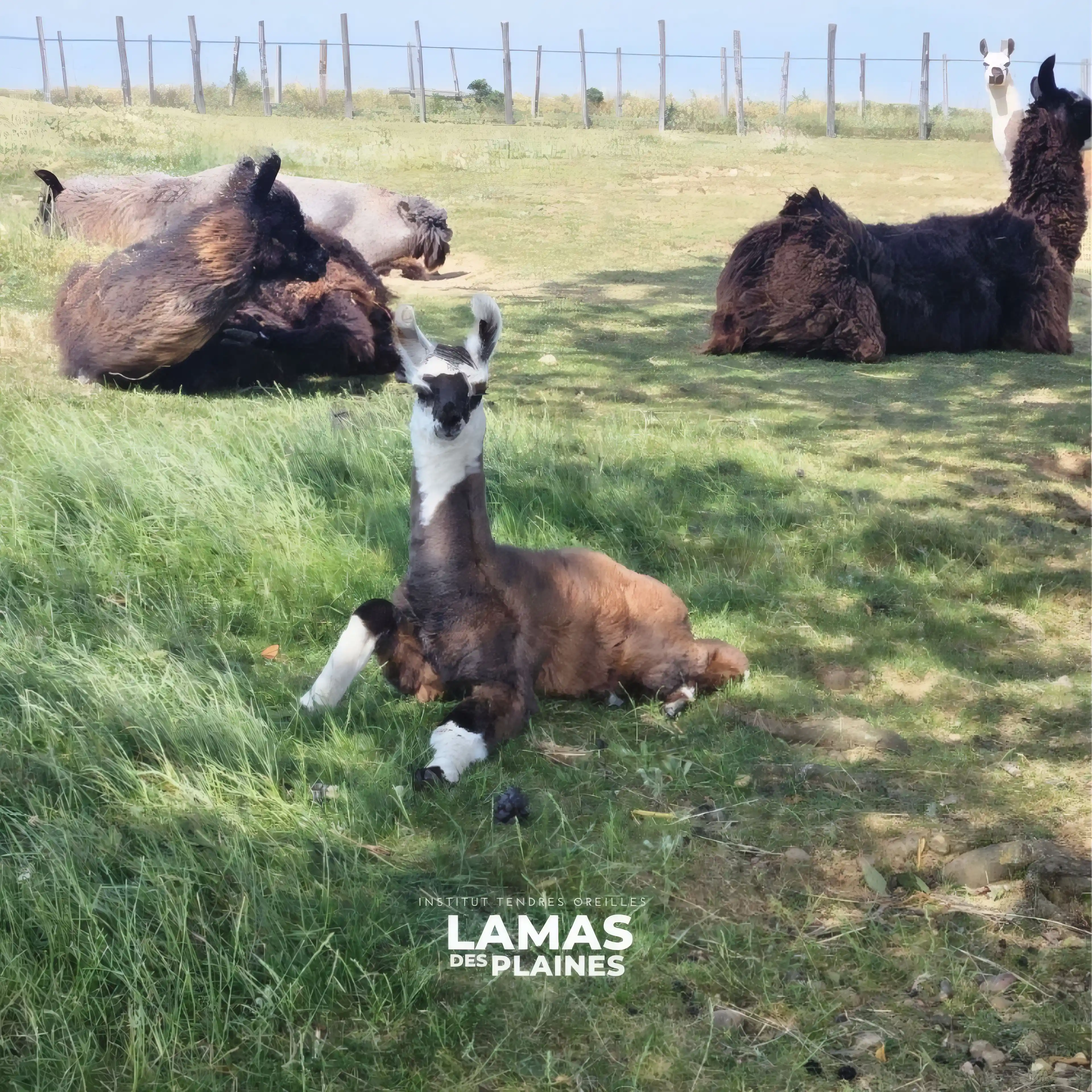 Lamas dans les plaines de la ferme découverte