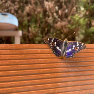 Photo d'un papillon sur le rebord de la piscine.