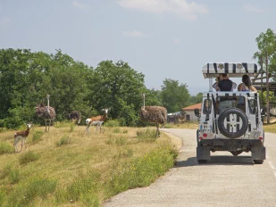 Image du parcours voiture du Safari de Peaugre avec au premier plan une voiture de safari sur la route, entouré d'animaux tel que des autruches qui se pavanent dans l'herbe.